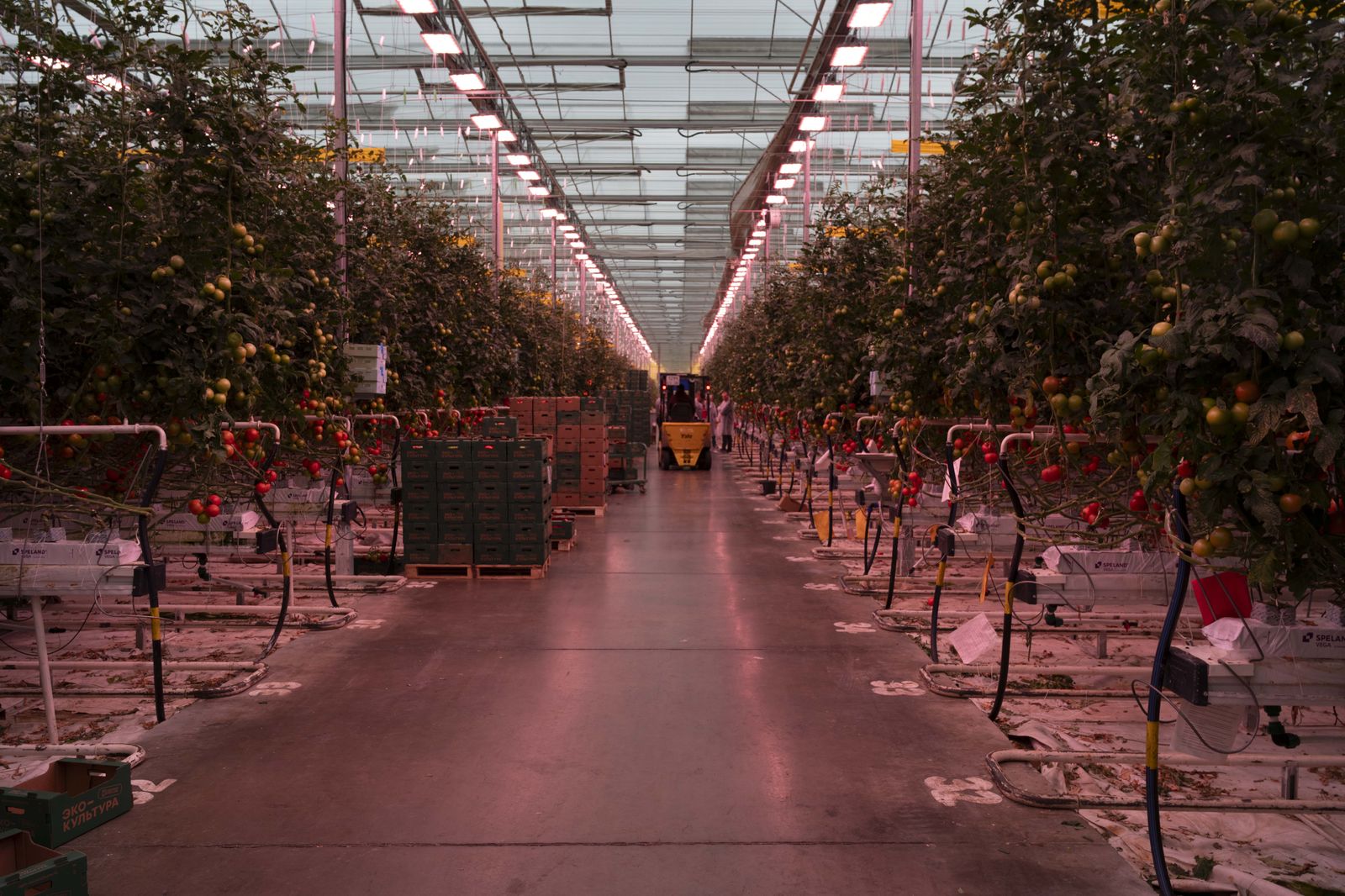 Supplemental LED lighting over a commercial tomato glasshouse